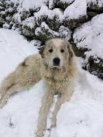 Étalon Chien de Montagne des Pyrenees - Nina (Sans Affixe)