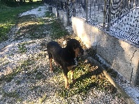 Étalon Chien de Saint-Hubert - Jenny des limiers de l'Adour