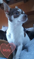 Étalon Chihuahua - Molly De La Colline Aux Truffes