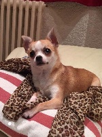 Étalon Chihuahua - Small And Snob Jelly