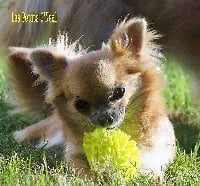 Étalon Chihuahua - Loly lola Des Petits O'Neal