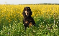 Étalon Cocker Spaniel Anglais - Ionie Wyndhill