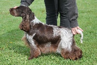 Étalon Cocker Spaniel Anglais - Qué bella Du Pré Aux Etocs