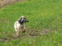 Étalon Cocker Spaniel Anglais - Jorez Des terres froides