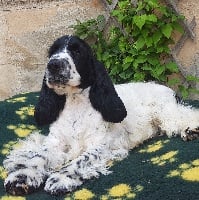 Étalon Cocker Spaniel Anglais - Odette du Clos Noentine