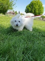 Étalon Coton de Tulear - Nash D'ivandry