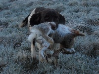 Étalon English Springer Spaniel - TR. Jjheanne Des Terres Anglaises