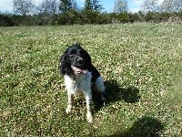 Étalon English Springer Spaniel - Mady des collines du dauphine