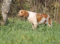 Étalon Epagneul Breton - Nejma De La Rivière Ouareau