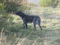 Étalon Epagneul Breton - Malou du vallon de Beaudini