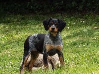 Étalon Epagneul Breton - Polka des truffes passionnées