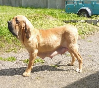 Étalon Fila Brasileiro - Madrinha Of Fazenda dos Amigos da Vida