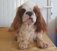 Étalon King Charles Spaniel - No woman no cry du Crépuscule de l'Ange Rouge