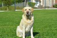 Étalon Labrador Retriever - G'curly De la sauvagette