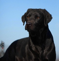 Étalon Labrador Retriever - Lilo Des Jardins D'eywa