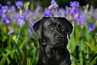 Étalon Labrador Retriever - Lazzio du Domaine de la Vallee de L'Arc