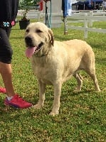 Étalon Labrador Retriever - Nancy Du Cap D'Ambre