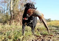 Étalon Labrador Retriever - CH. Just black opium De La Brie Des Etangs