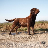 Étalon Labrador Retriever - Contact du pré de l'égvonne