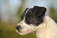 Étalon Parson Russell Terrier - CH. Nice dream De la forge saint eloi