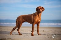 Étalon Rhodesian Ridgeback - CH. ele tori Elfu fora