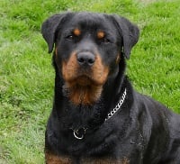 Étalon Rottweiler - Mamba 2 De Froid-Vent Saint-Hilaire