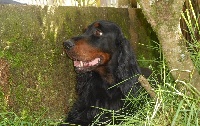 Étalon Setter Gordon - Highland de Korrigan Forest