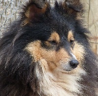 Étalon Shetland Sheepdog - De La Nit Goddess selene