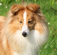 Étalon Shetland Sheepdog - O'fille de l'amour des Diablotins de Nooch