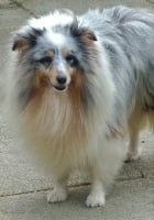 Étalon Shetland Sheepdog - Murphy Du clos holy land