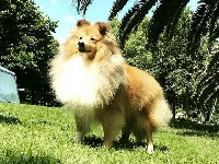 Étalon Shetland Sheepdog - CH. Blue witch Made in paris - mimolette