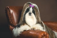 Étalon Shih Tzu - CH. Lyns-Avenly Pearls & roses