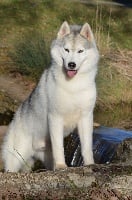 Étalon Siberian Husky - CH. seadream's Northwest passenger,wd,tt