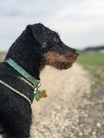 Étalon Terrier de chasse allemand - CH. Norma Des Joyaux De La Pompadour