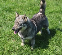 Étalon Spitz des Visigoths - CH. Née à la puisaye Des coeurs d'alène