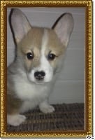 Étalon Welsh Corgi Pembroke - Pepsie prime de la Fin'Amor de Larzaelle