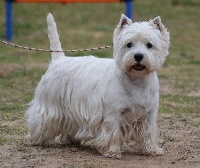 Étalon West Highland White Terrier - Litchee pink d'Isarudy