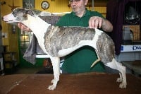 Étalon Whippet - Nanouk von Hoëhenzoller