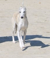 Étalon Whippet - Juste glamour Du manoir de la grenouillère