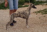 Étalon Whippet - Southpoint Ecletic