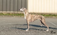 Étalon Whippet - CH. esedra Rua catalana