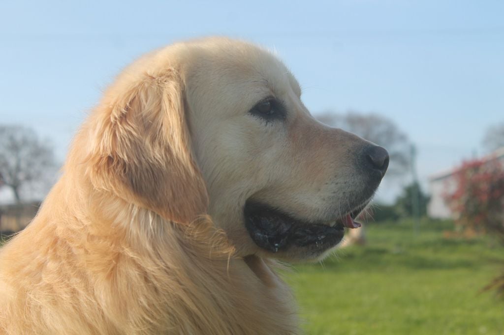 M'léon De La Villa Des Truffes D'or