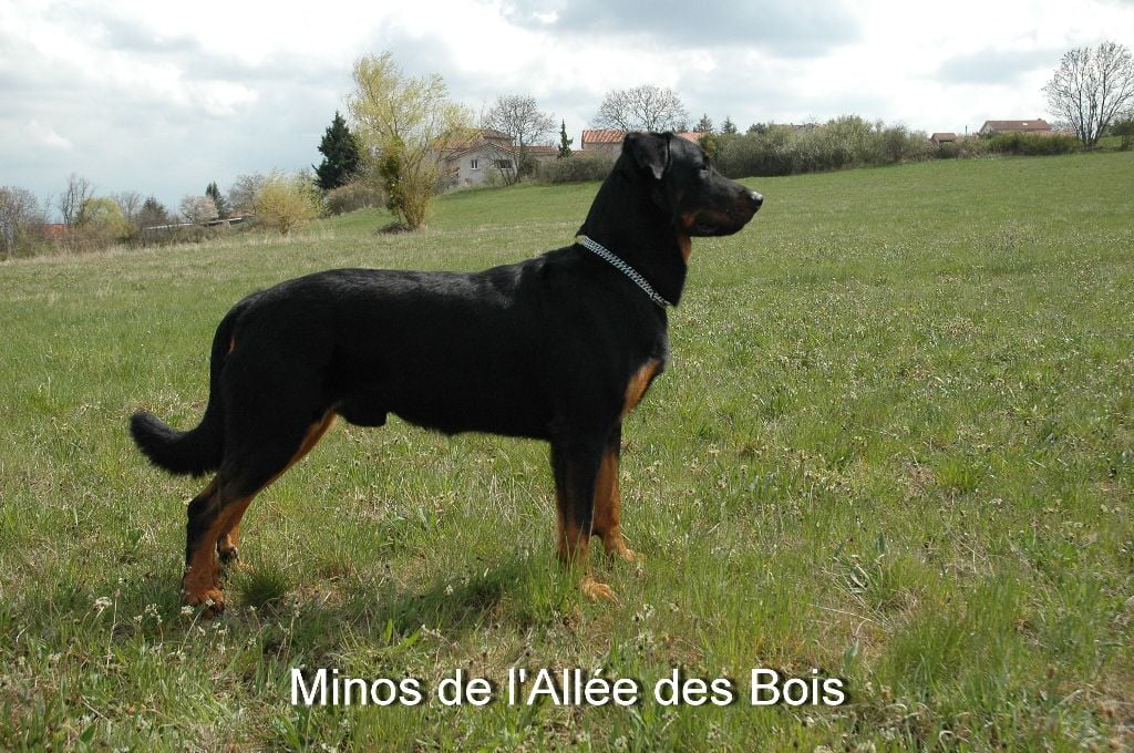 Minos by louve De L'Allée Des Bois
