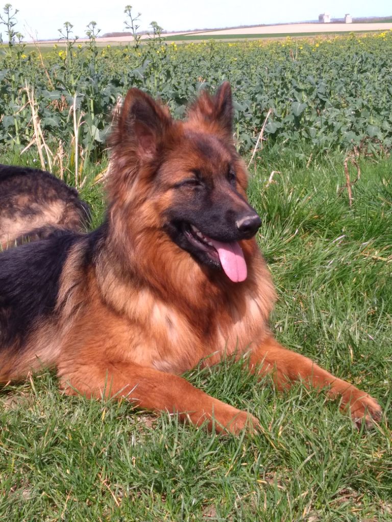 Nam's Du Val Des Grands Sacres