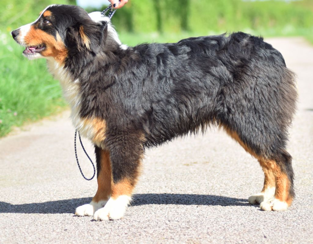 Publication : du Haras des Pierres de Lune