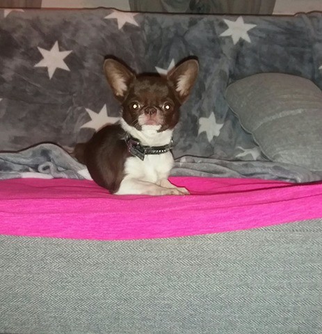 Publication : Des Gourmandises De Strass