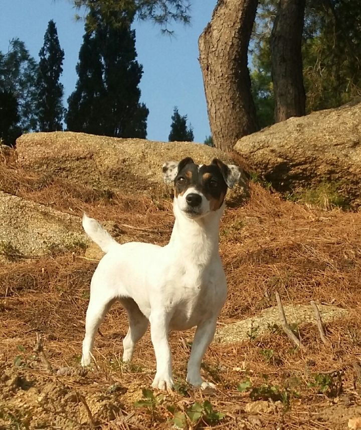 Jersey Des Terriers Du Large