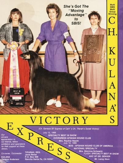CH. kulana's Victory express