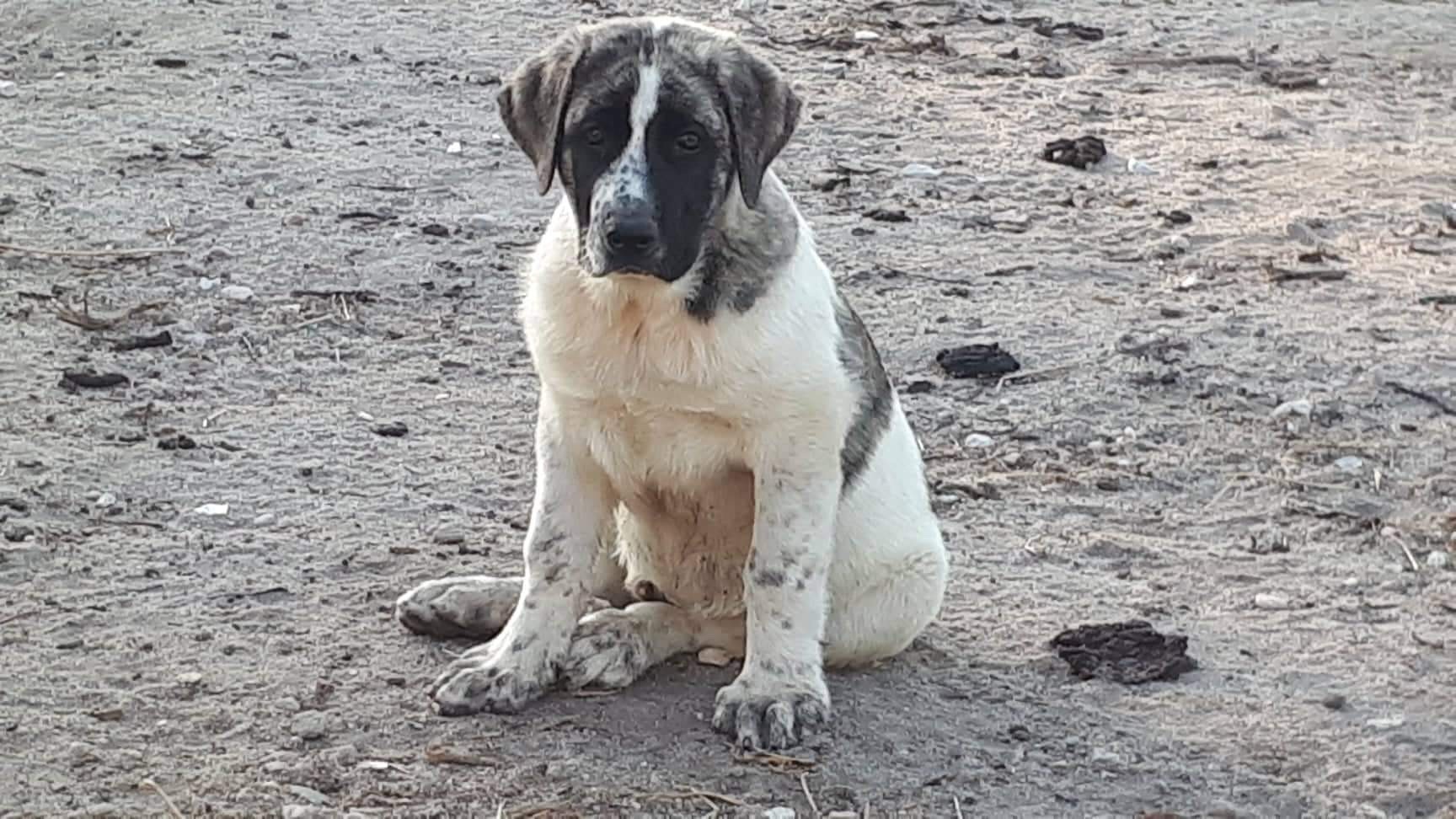 Publication : Bakugun heart's 