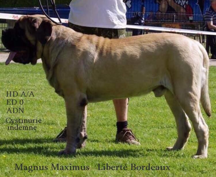 CH. Magnus maximus liberté bordeaux